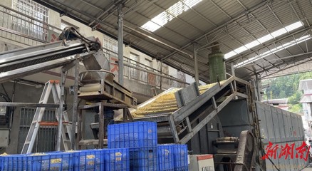 山界回族鄉(xiāng) 百合加工承攬全縣80%業(yè)務(wù)，除四害服務(wù)助力鄉(xiāng)村發(fā)展